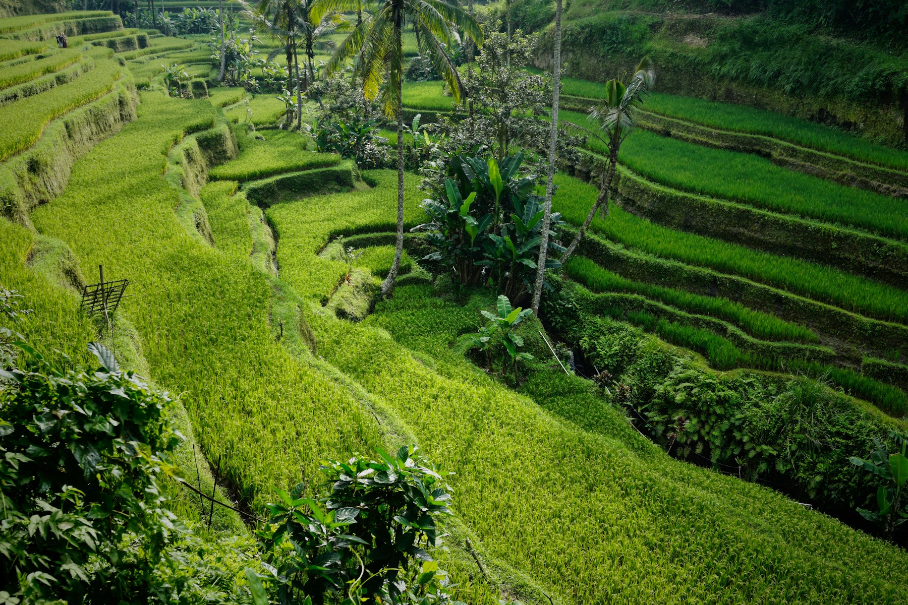 Green rice terraces in Tegallalang, Bali, Indonesia